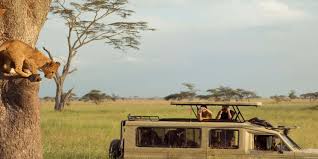 Serengeti ve Ngorongoro: 2 Gece 3 Günlük Kamp Safari